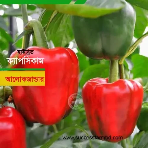 আলোকজান্ডার হাইব্রিড ক্যাপসিকাম Aloxander Hybrid Capsicum