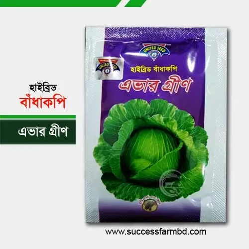Ever Green Hybrid Cabbage