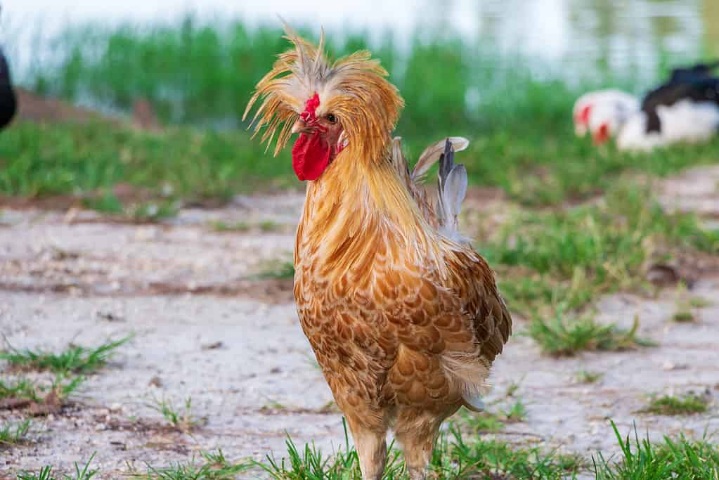 Livestock