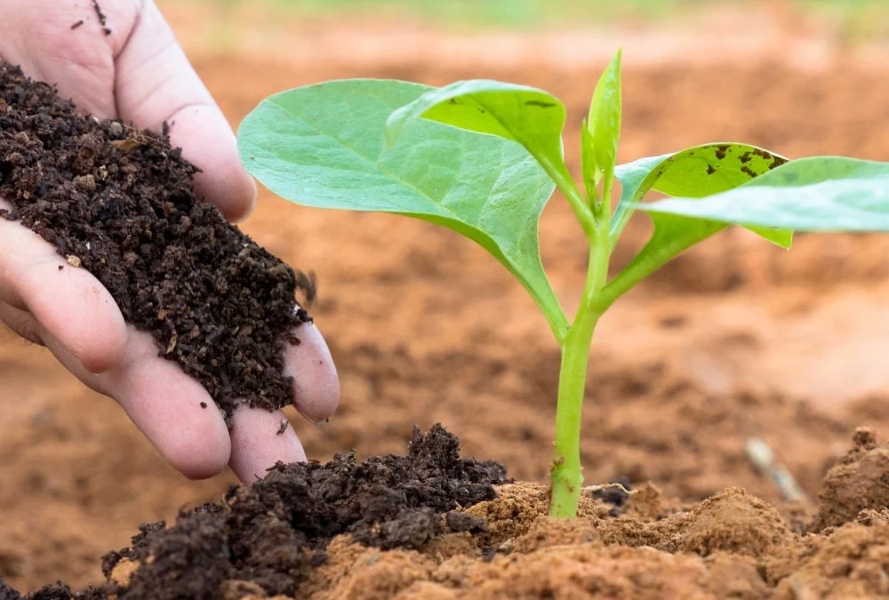 Fertilizer
