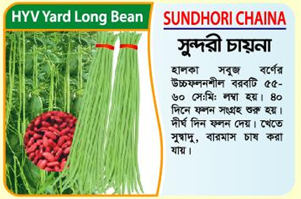 চায়না লং বরবটী
