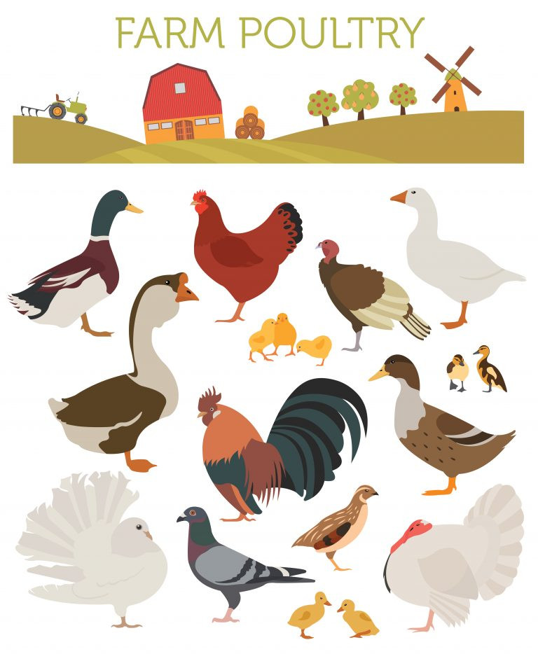 Poultry