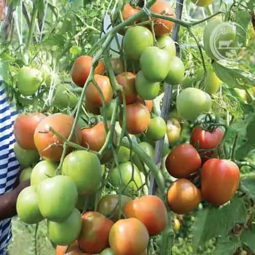 দিপালী টমেটো | Tomato